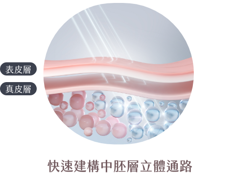 快速建構中胚層立體通路